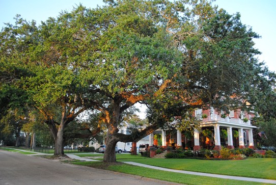 Registered oaks at the oldest home in Margaret Place