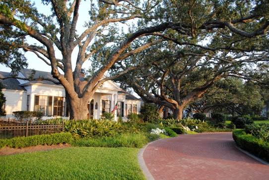 Registered Oaks on Shell Beach in front of the Pery home